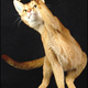 Illustration for article titled Early Caturday News: Five big cat genomes sequenced